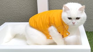 ENG) I got the wrong size of cat's clothes...