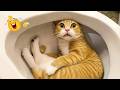 Ultimate Cat Moments That Will Make You Laugh 😂🐱 | Try Not To Laugh (IMPOSSIBLE!)