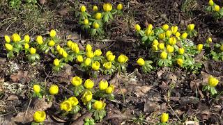 Honungsbin Besöker Vintergäck 2021-03-16