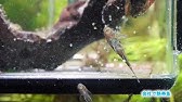 オトシンネグロを自然繁殖させる方法をご紹介 繁殖水槽 Youtube