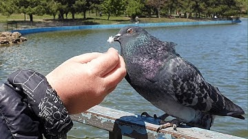 Relaxing Pigeon Sounds. Dove Sound. Pigeon Cooing Cuddling Sound