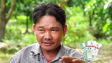 BÍ KÍP CHĂM SÓC CÂY XOÀI CON SINH TRƯỞNG TỐT, ÍT SÂU BỆNH HẠI