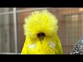    budgerigar