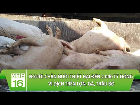 Video: Lò Hun Khói Cho Thịt: Cách Xây Dựng Lò Nướng Mỡ Heo Hun Khói Lạnh Và Nóng Bằng Chính Bàn Tay Của Bạn, Bản Vẽ Và Sơ đồ Thiết Kế