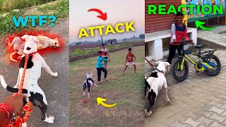 vlog-5 Rocky 🐶baccho ke peeche 👻pad gaya! || Pitbull attack ❌on children 👦 || the boy ROCKY!