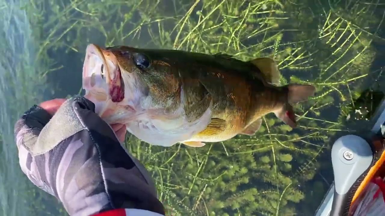 Summer Bass Fishing On Lake Welsh Is BETTER Than Winter!?