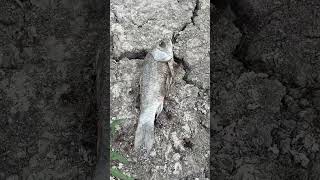 North China Drought 2024 華北旱災：中國北京潮白河斷流 #天怒人怨