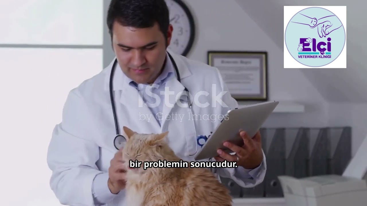 Pyoderma Nedir? Kedilerde Cilt Enfeksiyonları Hakkında Bilmeniz Gerekenler