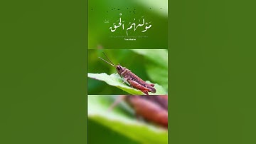 القارئ عبدالرحمن مسعد سورة يونس  #المصحف  #quran  #surah