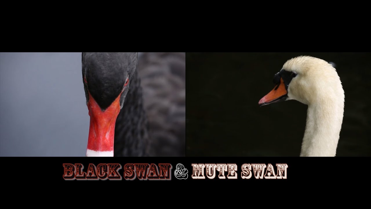 Black Swan & Mute Swan YouTube