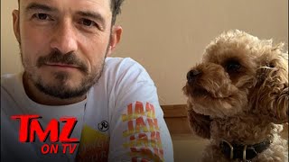 Orlando Bloom Destroyed Over Lost Dog | TMZ