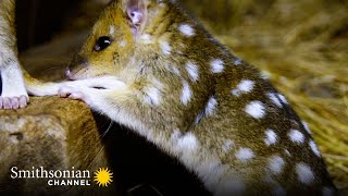 Tasmanian Quoll Joeys Engage in Really Cute PlayFighting Smithsonian Channel