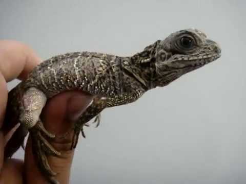 Sailfin Dragon - YouTube