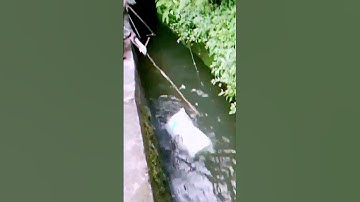 The process of transporting bamboo shoots in a clever way = worth sharing