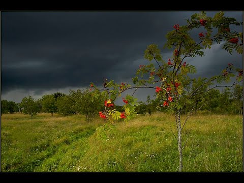 Тонкая рябина — русская народная песня