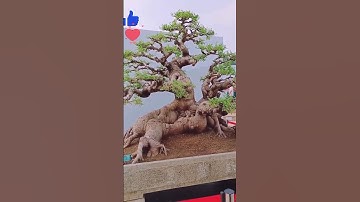 cây sếu cổ thụ dáng thế độc lạ #bonsai #bonsaitree #caycanh #foryou #bonsaipt #garden
