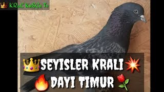 TAKLACI GÜVERCİN OYUN KUŞU TIMUR DAYI KABOOTAR TAUBEN PIGEONS পায়রা PALOMAS कबूतर الحمام 鴿子 ハト