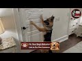 Stop Your Dog From Destroying Doors With This Brain Hack