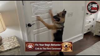 Stop Your Dog From Destroying Doors With This Brain Hack
