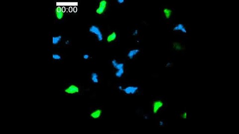 Spatiotemporal Basis of Innate and Adaptive Immunity in Secondary Lymphoid Tissue: Video 15