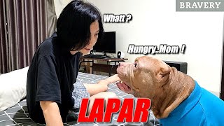 Cutest Pitbull Dog Begs For Food In Hilarious Drama Moment! | Hewie Pitbull #hewiepitbull