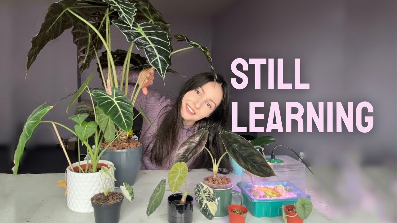 My Alocasia Collection: Wins, Rehabs & Lessons