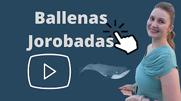 ¿Las ballenas hembras tienen la regla?