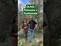 POTATURA OLIVO: policonico o tradizionale? con@SimonettaChiarugi