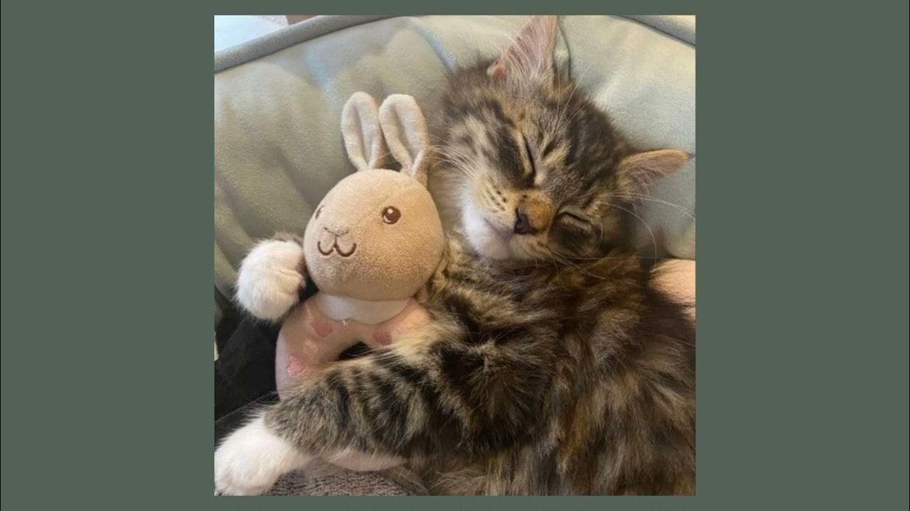 кирилл бледный клеопатры. песня клеопатри текст песни. клеопатра молли. песня клеопатри на на на молочный шоколад. клеопатры песня текст.