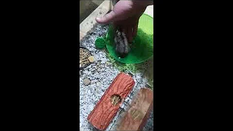 Training a Hamster Is Simple: Be Gentle & Encourag...
