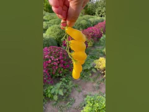 Томат Лунный фонтан. Купить семена www.pomidorki.com.ua - YouTube