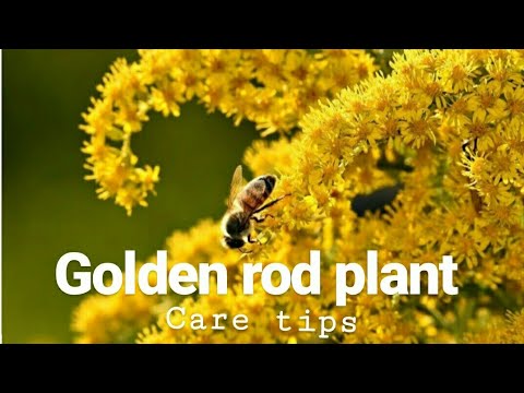 वीडियो: आम गोल्डनरोड। पौधे की विशेषता विशेषताएं