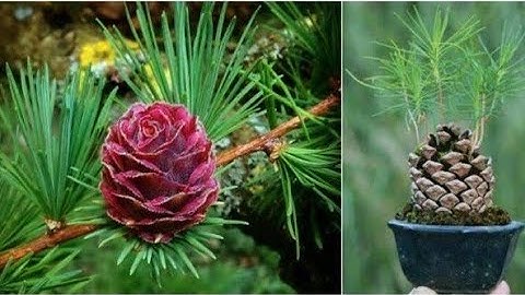 Pine Cultivation Technology - Pine Cone Harvesting Machine - Pine Nut Processing in Factory