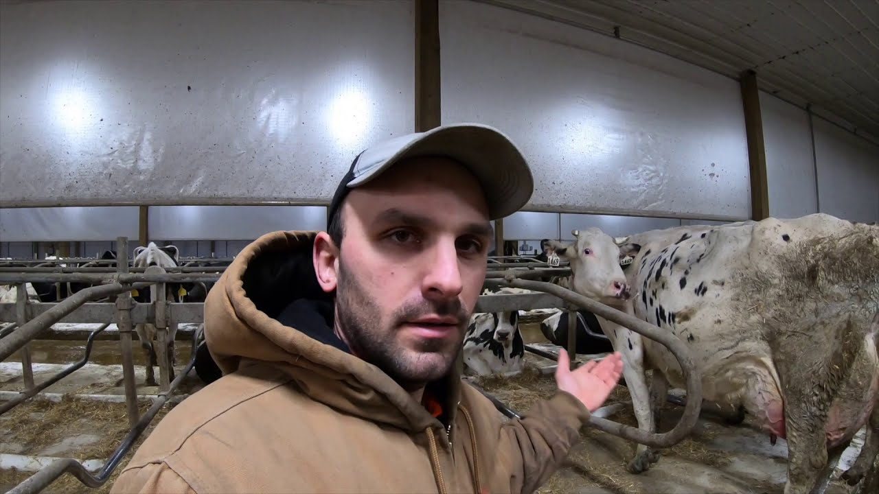 Do You Have To Milk A Holstein Cow?