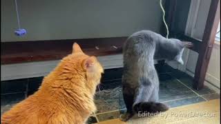 Korat Playing with String Ball by Talia the Korat's Corner 52 views 1 year ago 1 minute, 8 seconds