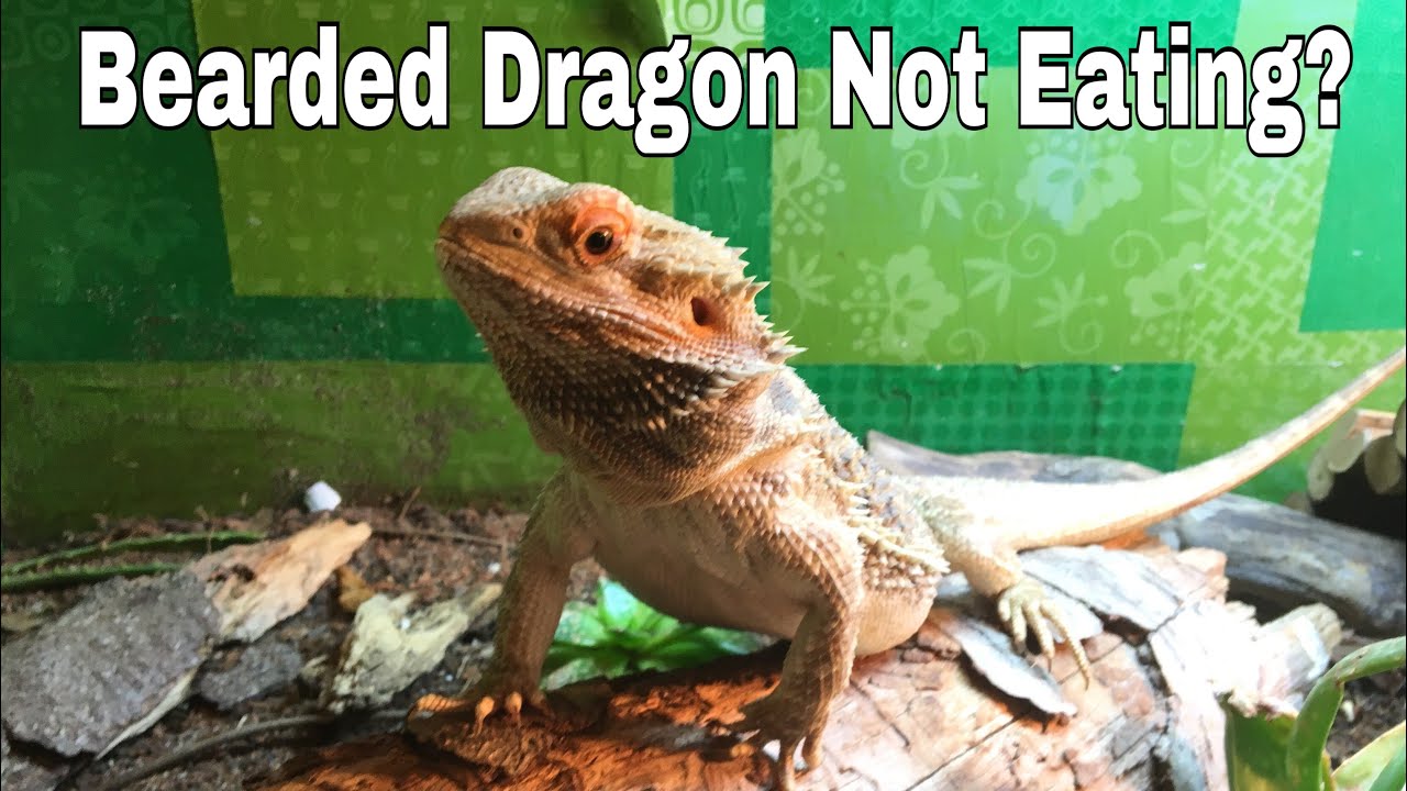 Why is my Bearded Dragon Not Eating? 