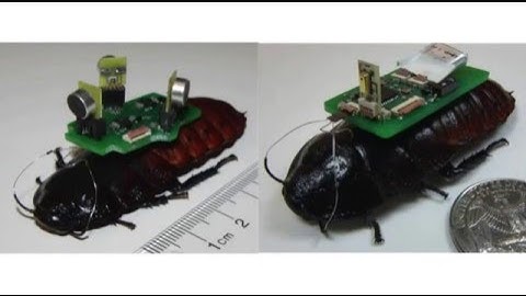 Cyber-Enabled Bionic Organisms