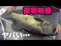 【釣り】水草の中から巨大魚が現れた！