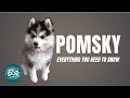 Pomsky Dog Breed Guide | Dogs 101 - Pomeranian Husky Mix