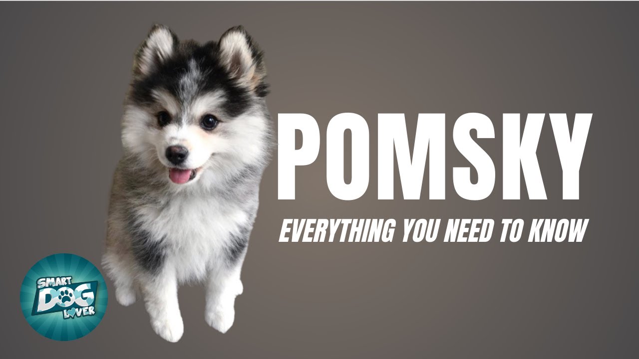 Gedehams spøgelse genstand Pomsky Dog Breed Guide | Dogs 101 - Pomeranian Husky Mix - YouTube