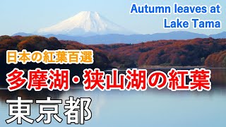 東京都 多摩湖の紅葉と富士山 狭山湖 六道山公園の紅葉も Autumn Leaves And Mt Fuji At Lake Tama Tokyo Japan 日本の紅葉絶景 Youtube