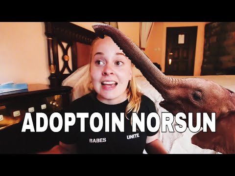 ADOPTOIN NORSUN | SAFARIPÄIVÄKIRJAT osa 3