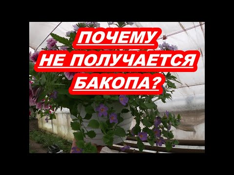 Видео: Бакопа (60 снимки): ампелна и разпространяваща се бакопа, отглеждане, засаждане на семена и грижа за тревисто растение на открито, описание