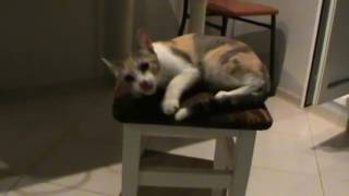 Приколы с кошками Кошка колбасит от валерьянки Приколы с кошками Кошка колбасит от валерьянки
