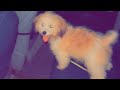 Lhasa apso ( Rooney) Dog obeys Command #shorts #doglover  #lhasa