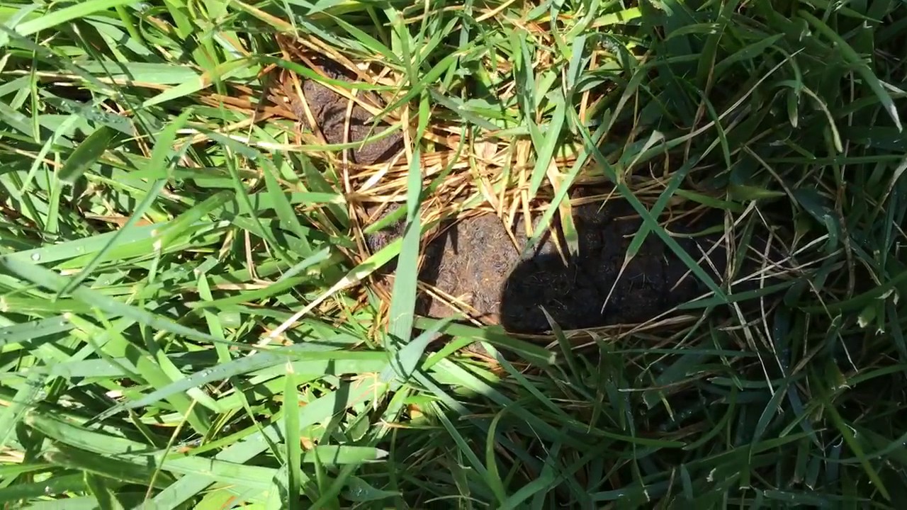 What Happens To Dog Poop On Grass