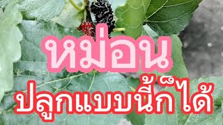 ต้นหม่อน