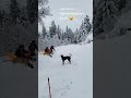 Dog sled racing... it's not what you think. #shorts #dog #snow