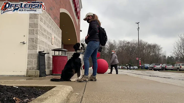 Daphne | 8 Month Old Mountain Bernese Mix | Best Dog Trainer Cleveland, Ohio | E- Collar Training