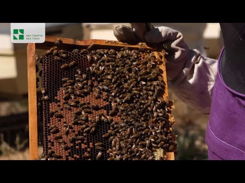 🐝 Μελισσοκομία |